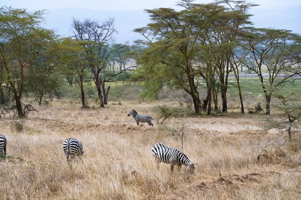 肯尼亚Nakuru湖附近放牧的一群斑马 — 图库照片
