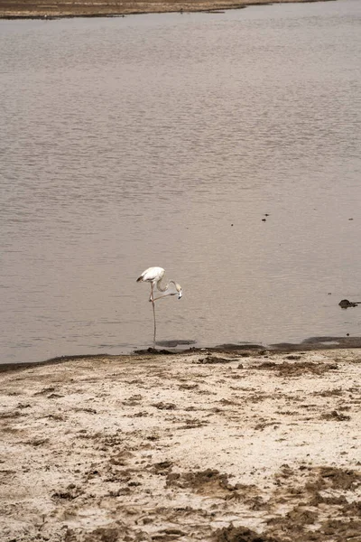Птица Фламинго Озере Озеро Накуру Озеро Накуру — стоковое фото
