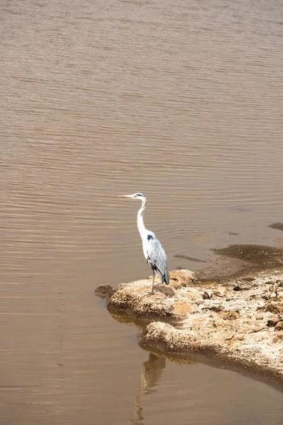 Птица Марабу Озере Озеро Накуру Озеро Накуру — стоковое фото