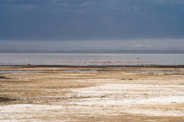 Krásný Výhled Jezero Nakuru Hejnem Plameňáků Pozadí — Stock fotografie