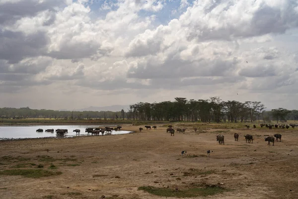 Herd African Buffaloes Lake Nakuru National Park Kenya — Stock Photo, Image