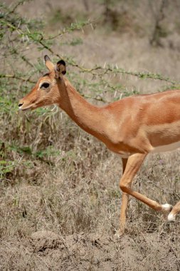 Kenya 'daki Nakuru Gölü Milli Parkı' nda sevimli genç bir Impala.