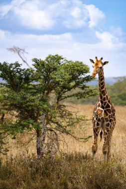 Kenya Nakuru Ulusal Parkı 'nda akasya ağacı yaprakları yiyen zürafa.