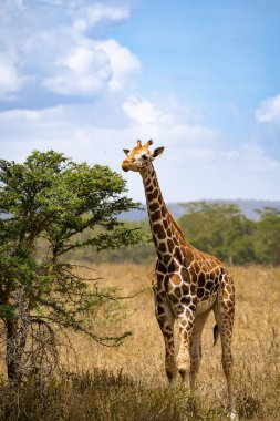 Kenya Nakuru Ulusal Parkı 'nda akasya ağacı yaprakları yiyen zürafa.