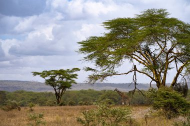 Kenya Nakuru Ulusal Parkı 'nda yüksek bir ağacın yanında duran zürafa.
