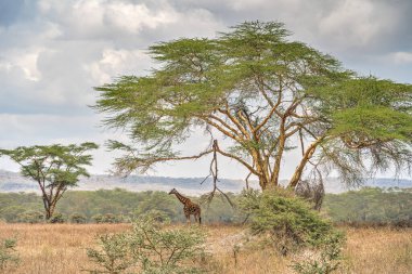 Kenya Nakuru Ulusal Parkı 'nda yüksek bir ağacın yanında duran zürafa.