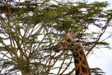 Kenya Nakuru Ulusal Parkı 'nda akasya ağacı yaprakları yiyen zürafa.