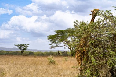 Kenya Nakuru Ulusal Parkı 'nda akasya ağacı yaprakları yiyen zürafa.