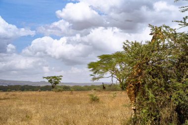 Kenya Nakuru Ulusal Parkı 'nda akasya ağacı yaprakları yiyen zürafa.