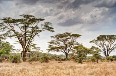 Kenya 'daki Nakuru Gölü Milli Parkı' nda akasya ağacı yaprakları yiyen bir grup zürafa.