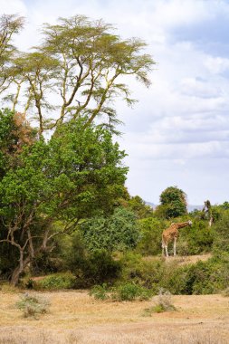 Kenya Nakuru Ulusal Parkı 'nda akasya ağacı yaprakları yiyen zürafa.