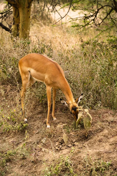 Lindo Impala Joven Parque Nacional Del Lago Nakuru Kenia — Foto de Stock