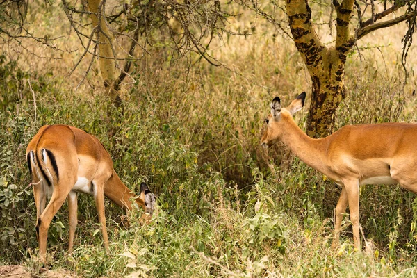 Skupina Impalas Pasoucích Národním Parku Lake Nakuru Keňa — Stock fotografie