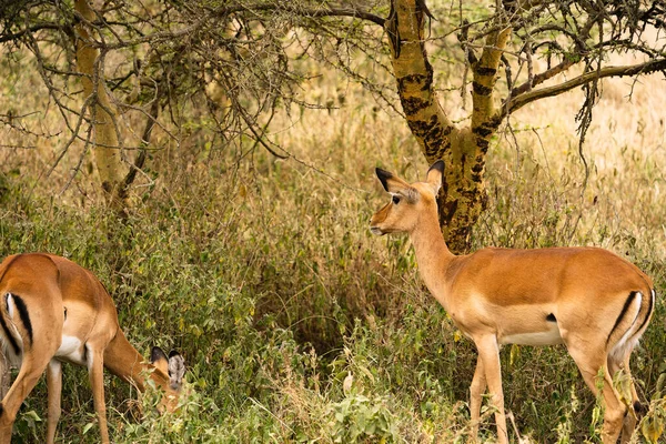 Grupp Impalas Bete Vid Sjön Nakuru Nationalpark Kenya — Stockfoto