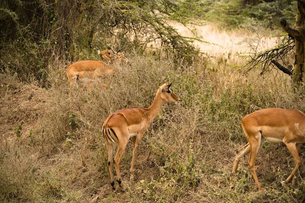 Grupa Wypasów Parku Narodowym Jezioro Nakuru Kenia — Zdjęcie stockowe