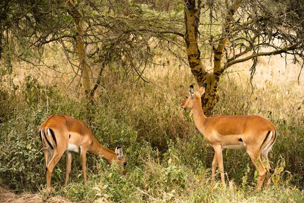Grupo Impalas Pastando Parque Nacional Del Lago Nakuru Kenia —  Fotos de Stock