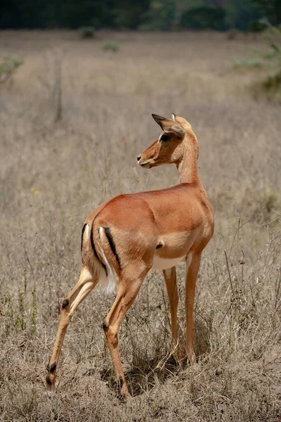 Ładna Młoda Impala Parku Narodowym Jezioro Nakuru Kenia — Zdjęcie stockowe