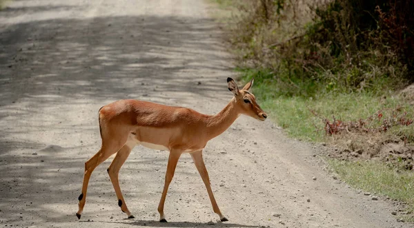 Lindo Impala Joven Parque Nacional Del Lago Nakuru Kenia —  Fotos de Stock