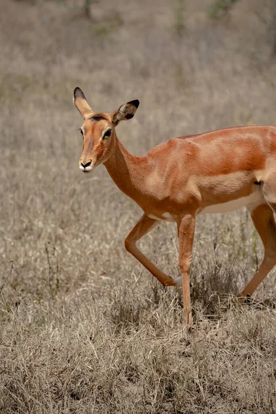 Lindo Impala Joven Parque Nacional Del Lago Nakuru Kenia —  Fotos de Stock