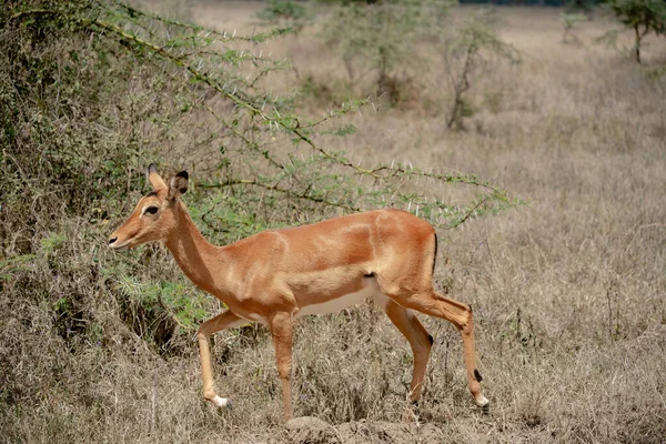 Niedliche Junge Impala Lake Nakuru Nationalpark Kenia — Stockfoto