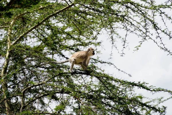 Scimmia Vervet Seduta Sull Albero Nel Parco Nazionale Del Lago — Foto Stock
