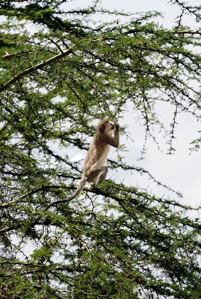 Scimmia Vervet Seduta Sull Albero Nel Parco Nazionale Del Lago — Foto Stock