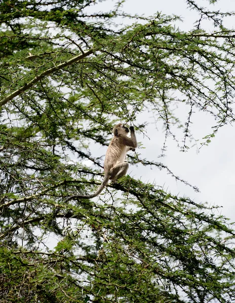 Kenya Daki Nakuru Gölü Milli Parkı Nda Ağaçta Oturan Vervet — Stok fotoğraf
