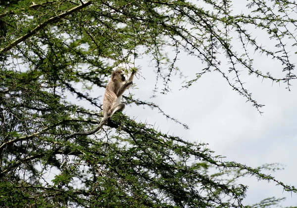Vervet Macaco Sentado Árvore Parque Nacional Lago Nakuru Quênia — Fotografia de Stock