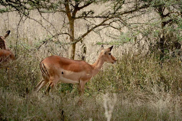 Söt Ung Impala Lake Nakuru National Park Kenya — Stockfoto