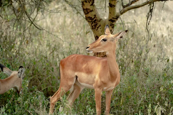 肯尼亚纳库鲁湖国家公园的可爱的年轻美洲驼 — 图库照片