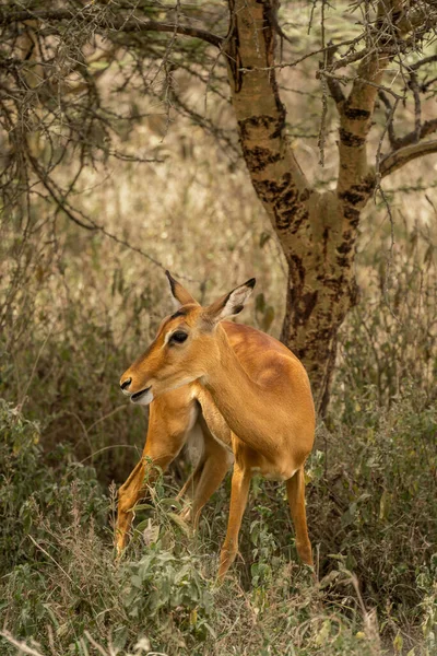 Bonito Jovem Impala Parque Nacional Lago Nakuru Quênia — Fotografia de Stock