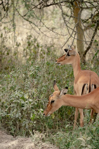 Group Impalas Grazing Lake Nakuru National Park Kenya — Stock Photo, Image