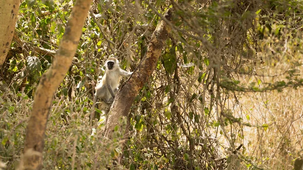 Μαϊμού Vervet Κάθεται Στο Δέντρο Στη Λίμνη Nakuru Εθνικό Πάρκο — Φωτογραφία Αρχείου