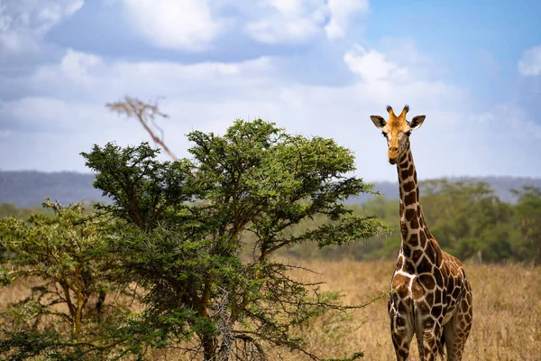 Kenya Nakuru Ulusal Parkı Nda Akasya Ağacı Yaprakları Yiyen Zürafa — Stok fotoğraf