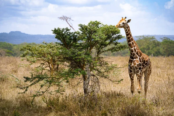 Jirafa Comiendo Hojas Acacia Parque Nacional Del Lago Nakuru Kenia —  Fotos de Stock