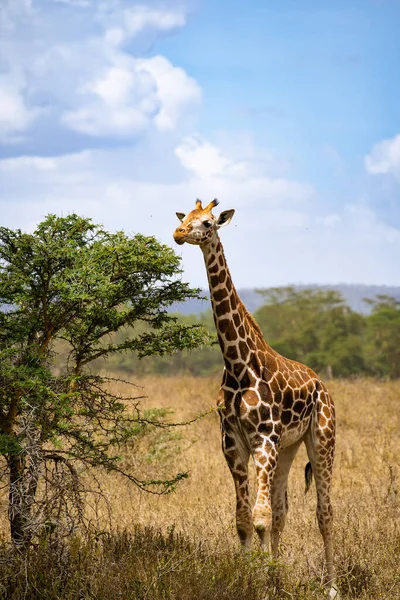Giraffe Eet Acaciabomen Lake Nakuru National Park Kenia — Stockfoto