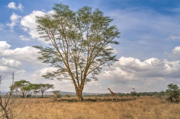 Żyrafa Pobliżu Wysokiego Drzewa Parku Narodowym Jezioro Nakuru Kenia — Zdjęcie stockowe