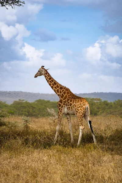 Cute Giraffe staying on the field in Lake Nakuru National Park, Kenya