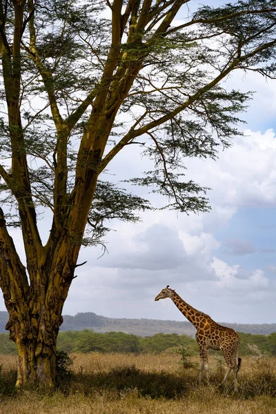 长颈鹿住在肯尼亚纳库鲁湖国家公园的高树附近 — 图库照片