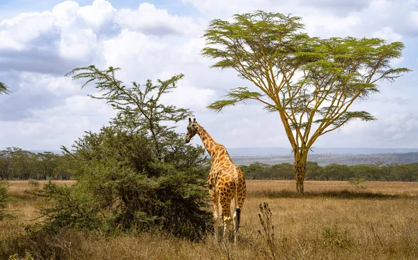肯尼亚纳库鲁湖国家公园长颈鹿吃相思树叶子 — 图库照片