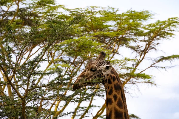 Giraffa Che Mangia Foglie Acacia Nel Parco Nazionale Del Lago — Foto Stock