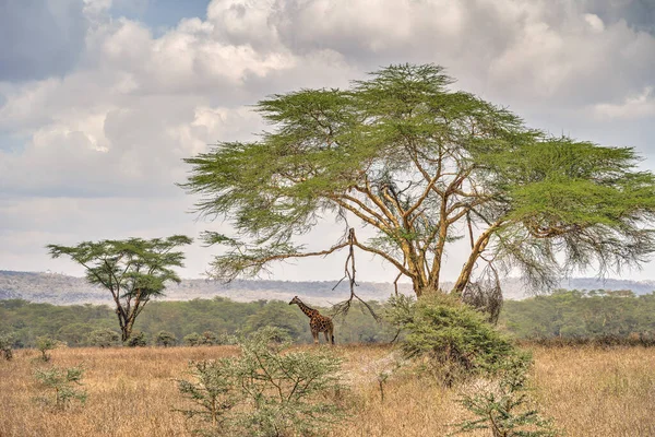 Giraffe Staying High Tree Lake Nakuru National Park Kenya — Stock Photo, Image