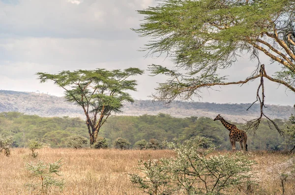 Giraffe Staying High Tree Lake Nakuru National Park Kenya — Stock Photo, Image