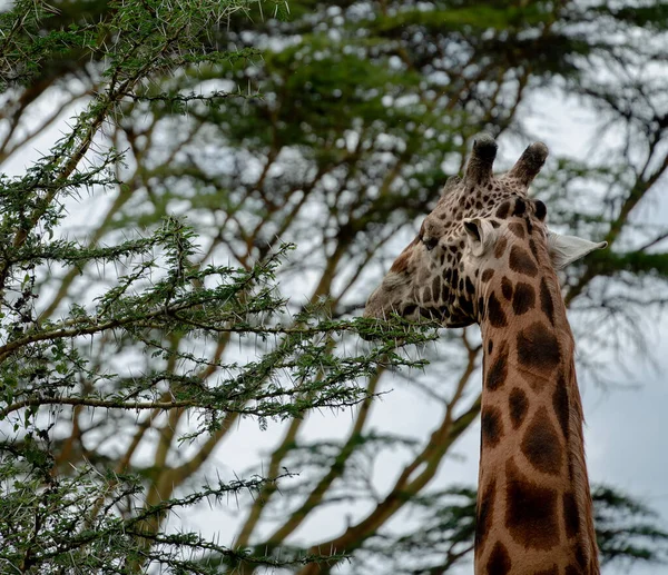 Giraffe Eating Acacia Tree Leaves Lake Nakuru National Park Kenya — Stock Photo, Image