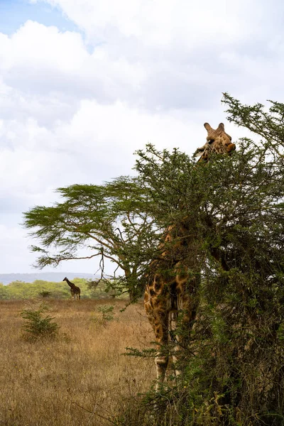 Жираф Ест Листья Акации Озере Накуру Кения — стоковое фото