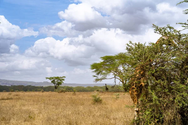 ケニアのナクル湖国立公園にあるキリンの葉 — ストック写真