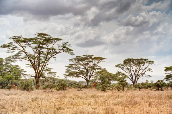 Group Giraffes Eating Acacia Tree Leaves Lake Nakuru National Park — Stock Photo, Image