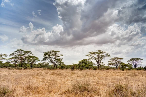 Group Giraffes Eating Acacia Tree Leaves Lake Nakuru National Park — Stock Photo, Image
