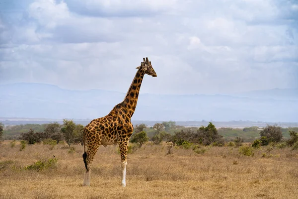 Cute Giraffe呆在肯尼亚Nakuru湖国家公园的田里 — 图库照片