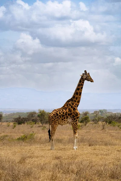 Симпатичный Джирафе Остающийся Поле Национальном Парке Озера Накуру Кения — стоковое фото